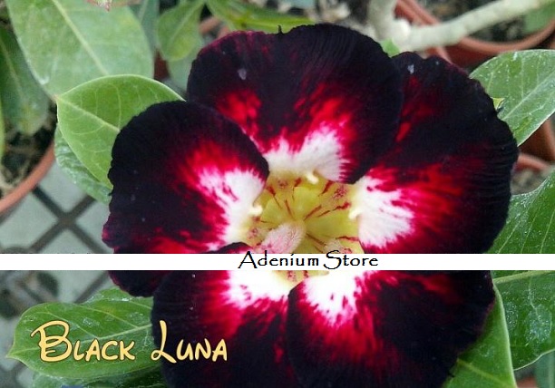 (image for) New Adenium Obesum \'Black Luna\' 5 Seeds